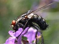 Graue Fleischfliegen (Sarcophaga carnaria) 11